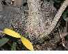 image of Olea europaea