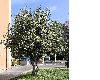 image of Olea europaea