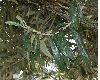 image of Olea europaea