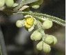 image of Olea europaea