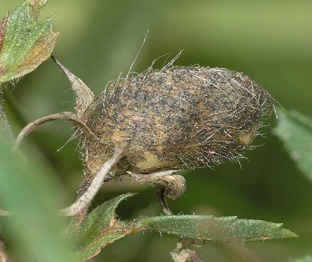 Fabaceae Ononis spinosa