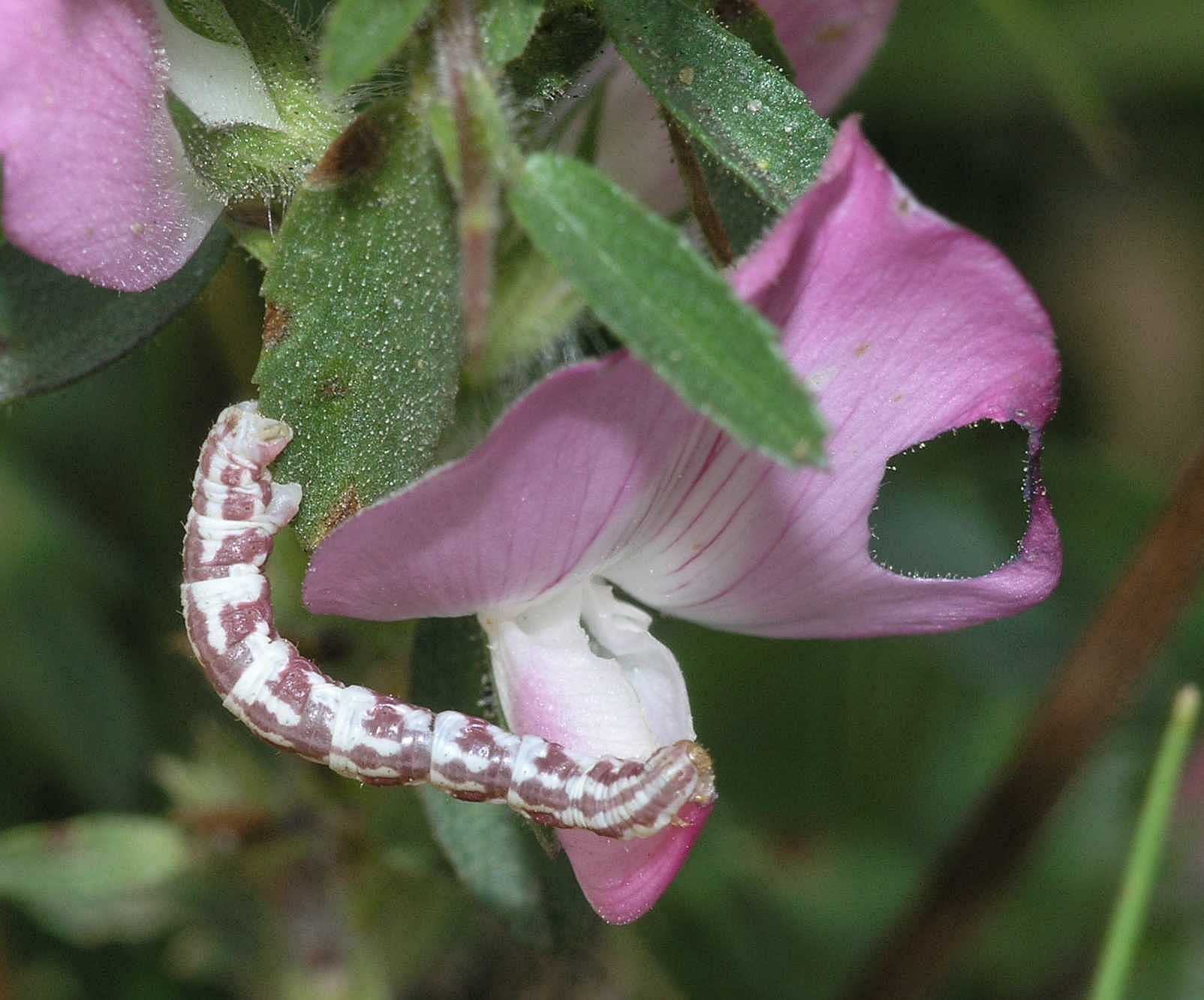 Geometridae Eupithecia centaureata