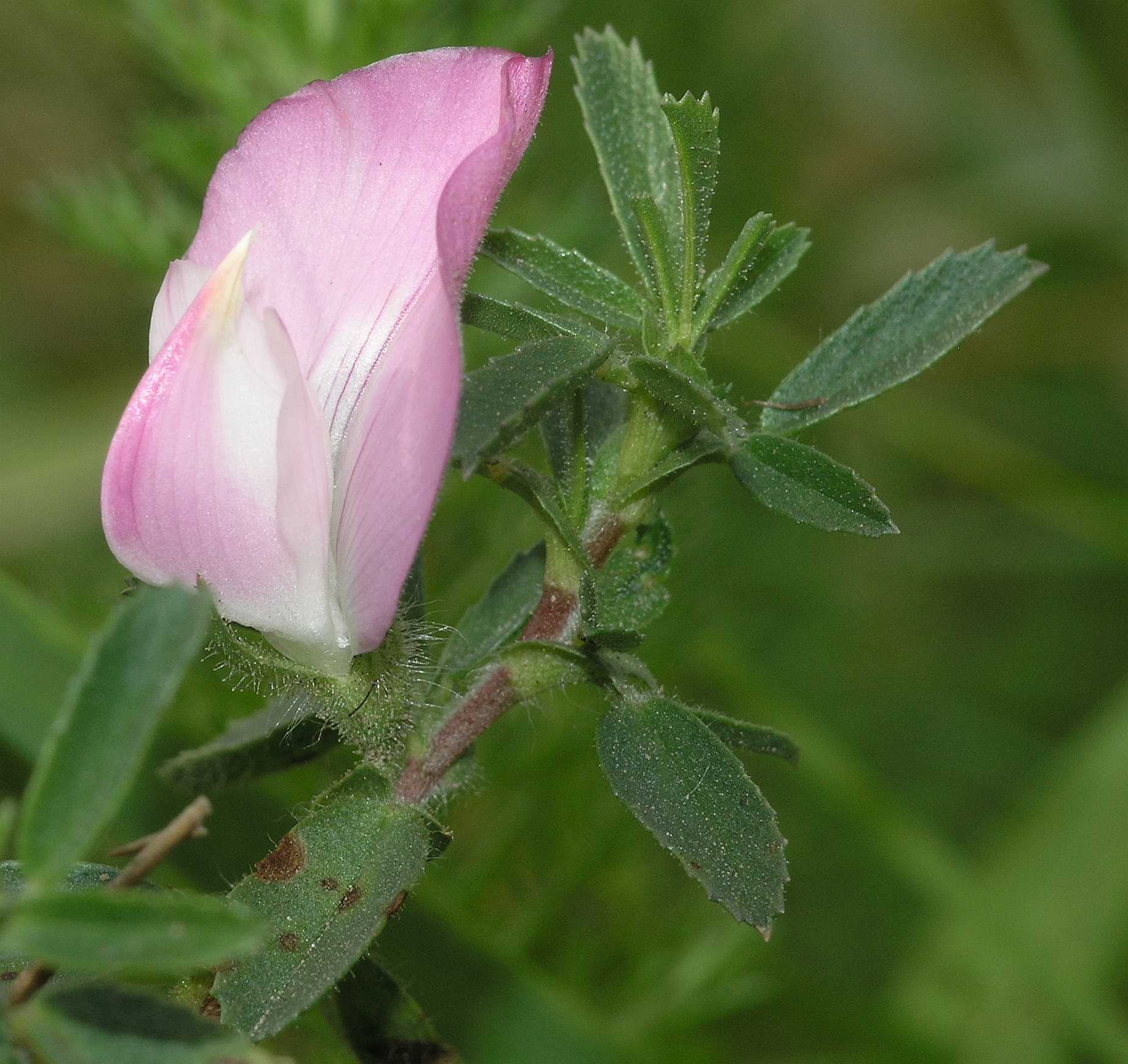 Fabaceae Ononis spinosa