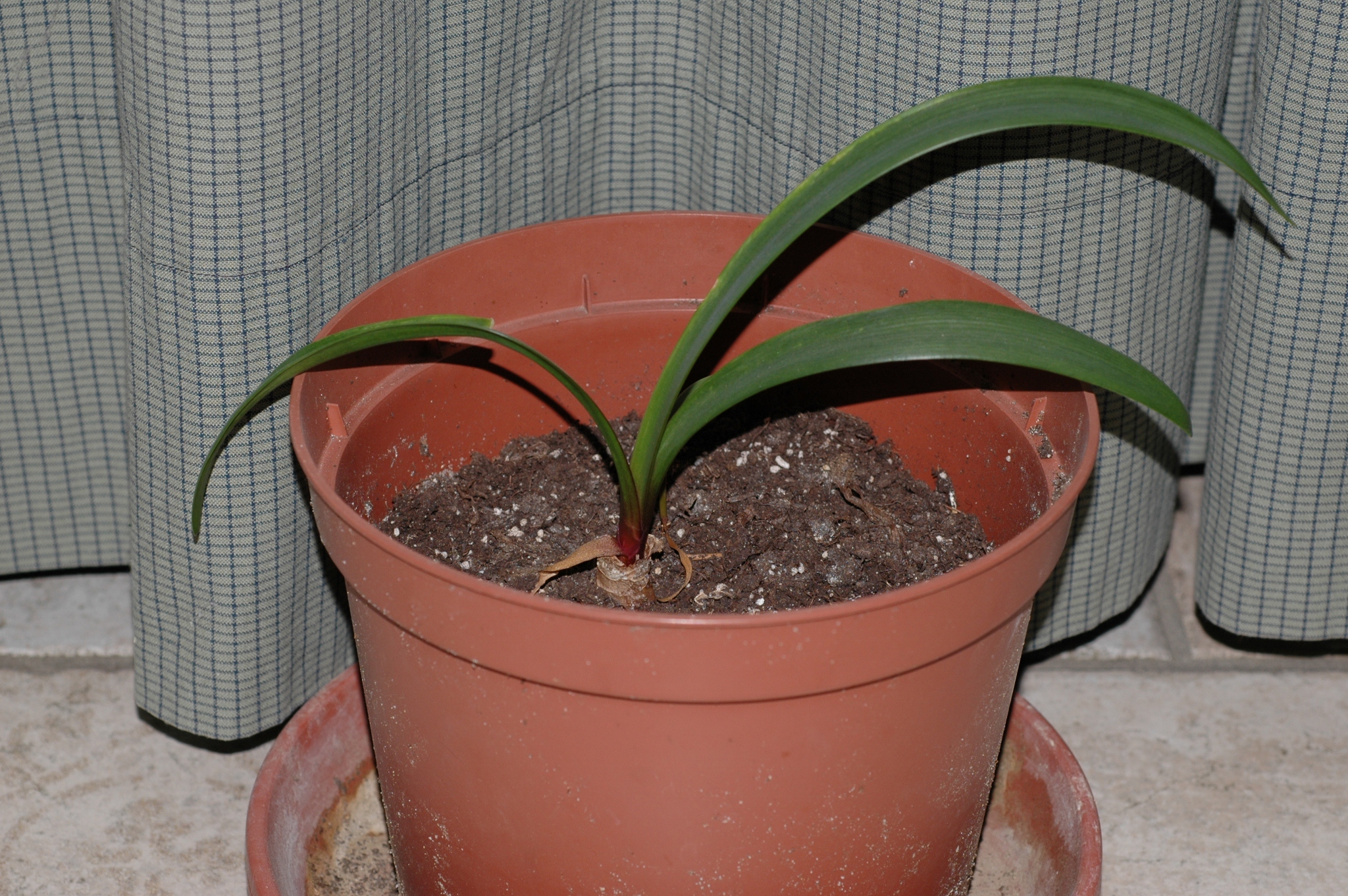 Amaryllidaceae Cyrtanthus elatus