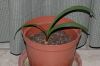 image of Cyrtanthus elatus