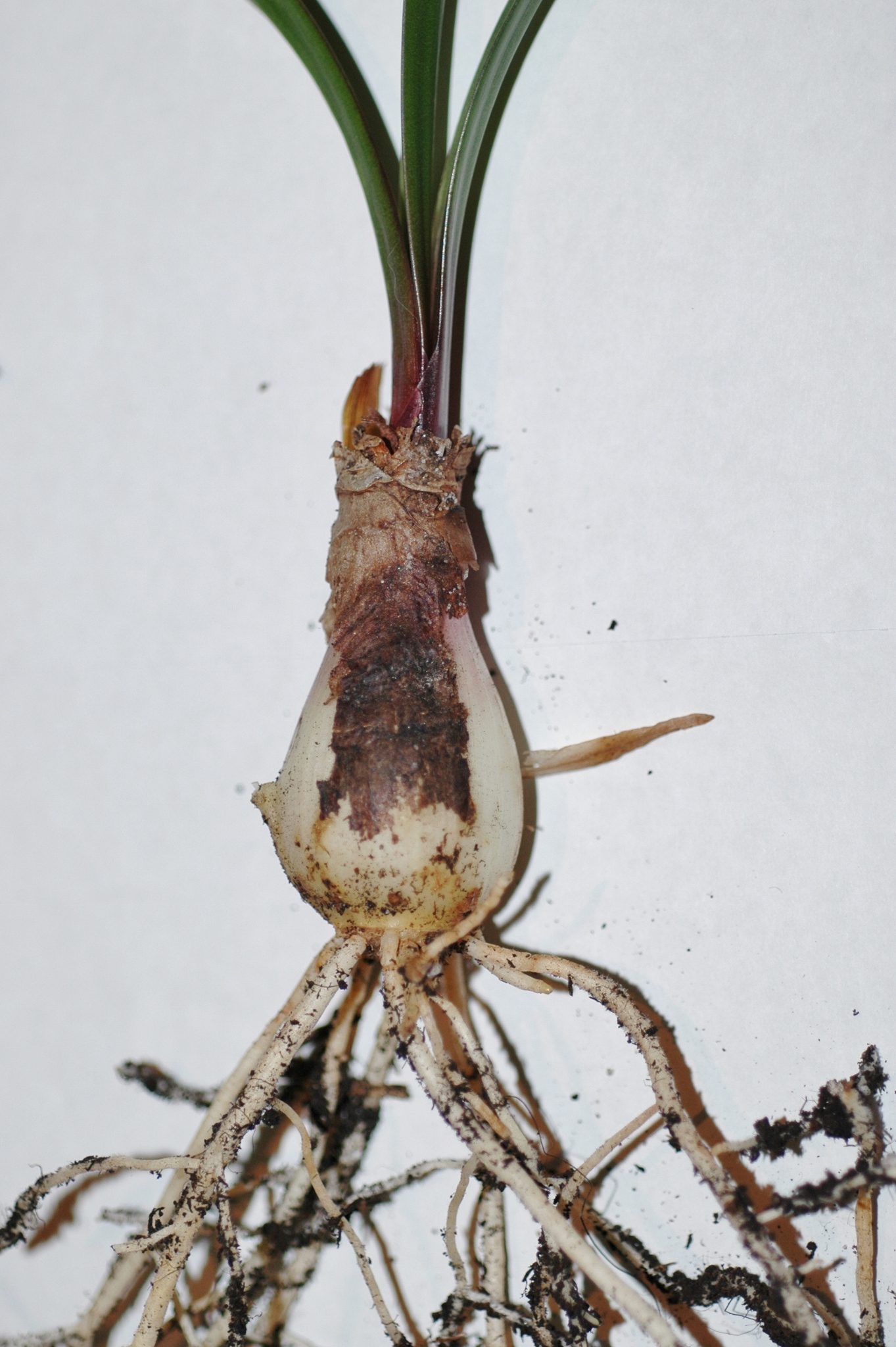 Amaryllidaceae Cyrtanthus elatus