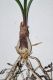 image of Cyrtanthus elatus