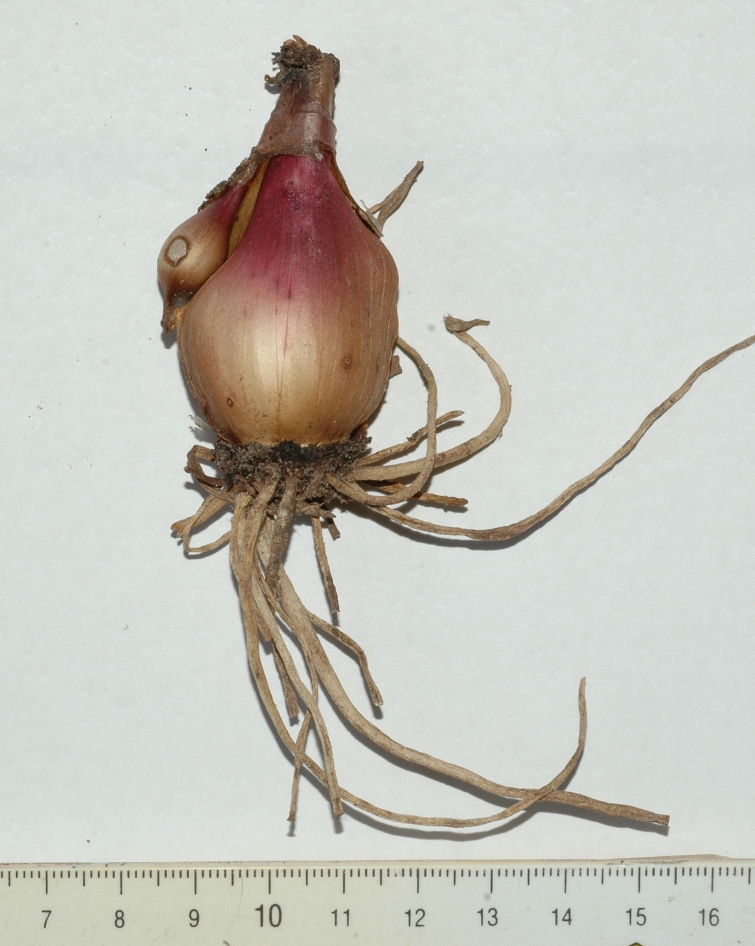 Amaryllidaceae Cyrtanthus elatus