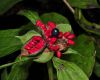 image of Paeonia mairei