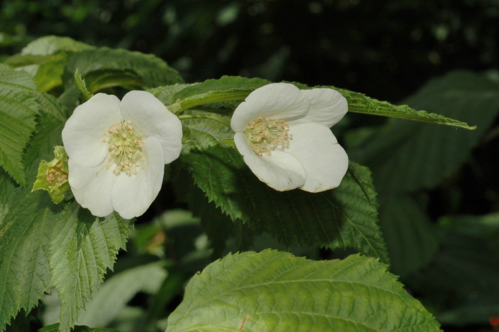 Rosaceae Rhodotypos scandens