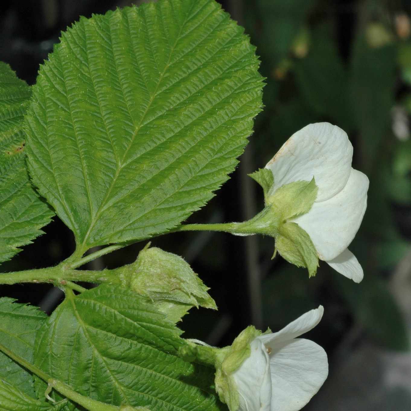 Rosaceae Rhodotypos scandens