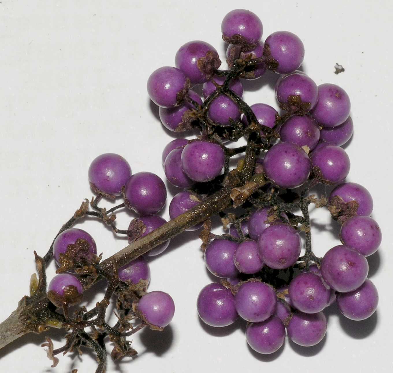 Lamiaceae Callicarpa 