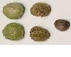 image of Tropaeolum majus