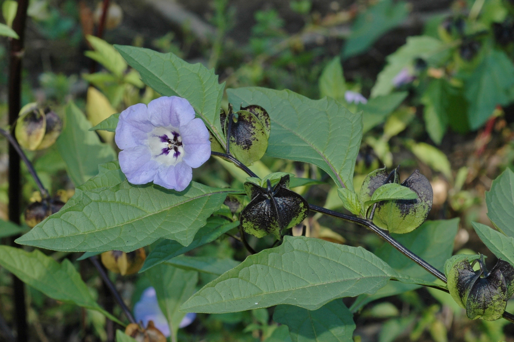 Solanaceae Nicandra physalodes