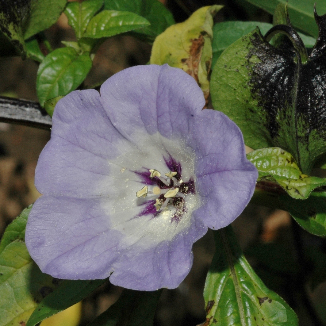 Solanaceae Nicandra physalodes
