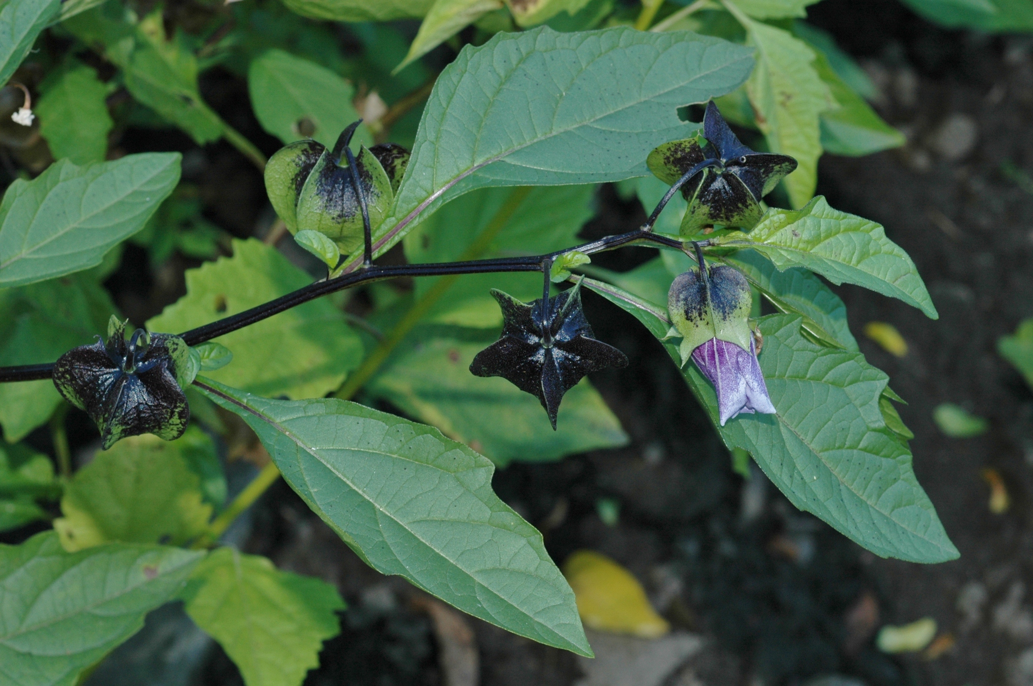 Solanaceae Nicandra physalodes