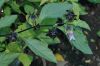 image of Nicandra physalodes