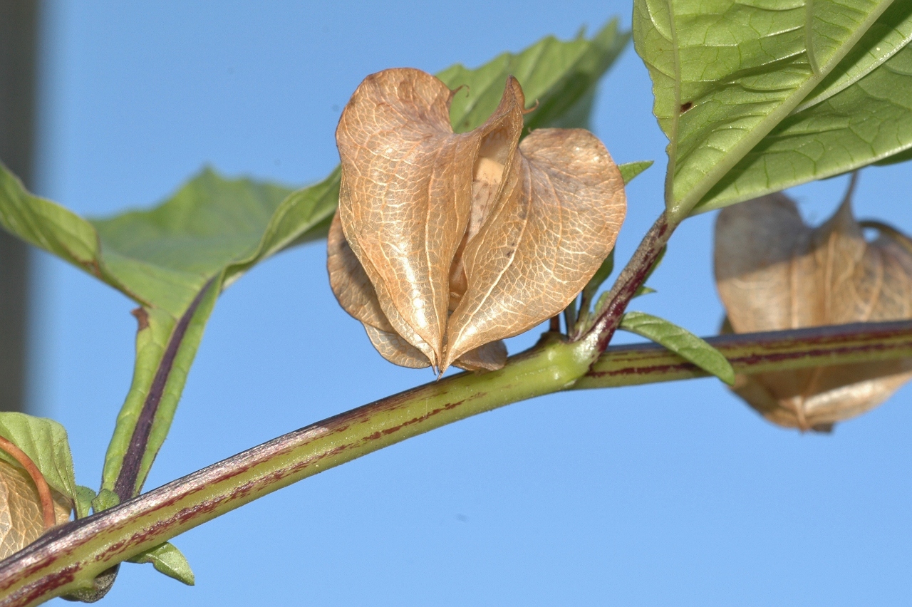 Solanaceae Nicandra physalodes