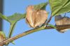 image of Nicandra physalodes