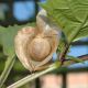 image of Nicandra physalodes