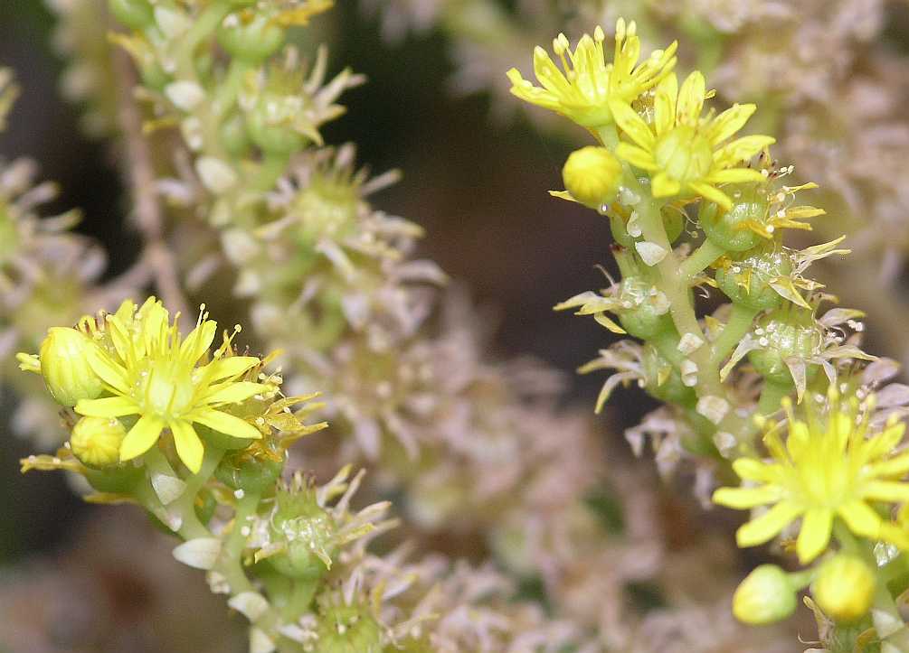 Crassulaceae Aeonium holochrysum