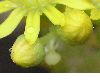 image of Aeonium holochrysum