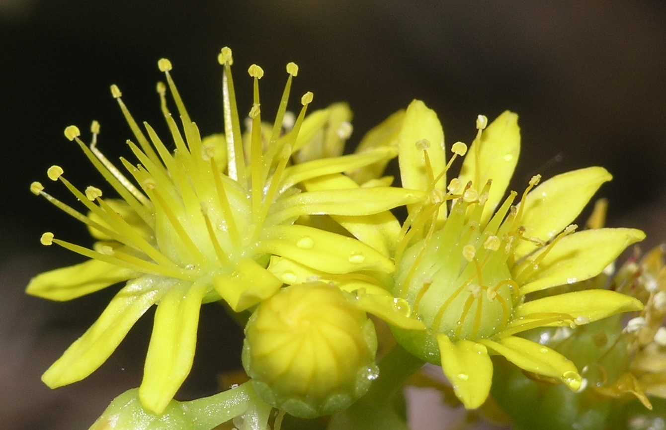 Crassulaceae Aeonium holochrysum