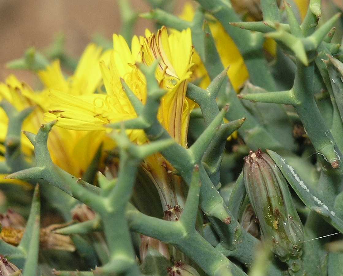 Asteraceae Launaea cervicornis
