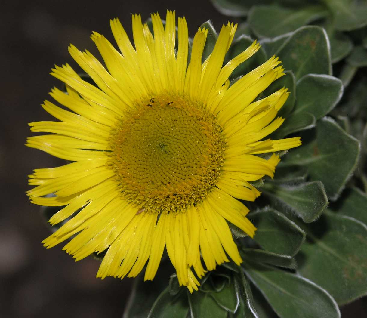 Asteraceae Nauplius sericeus