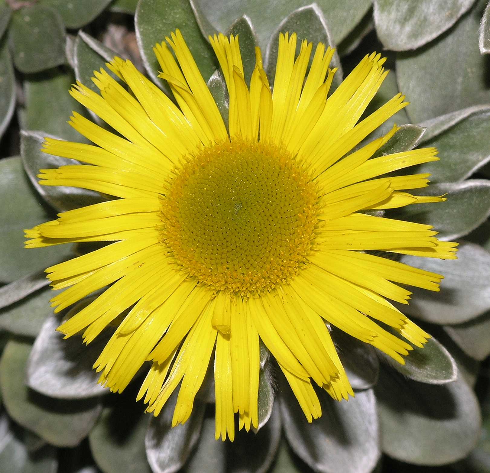 Asteraceae Nauplius sericeus