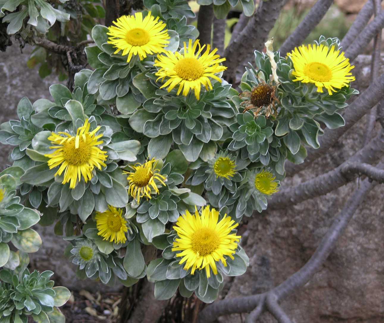 Asteraceae Nauplius sericeus