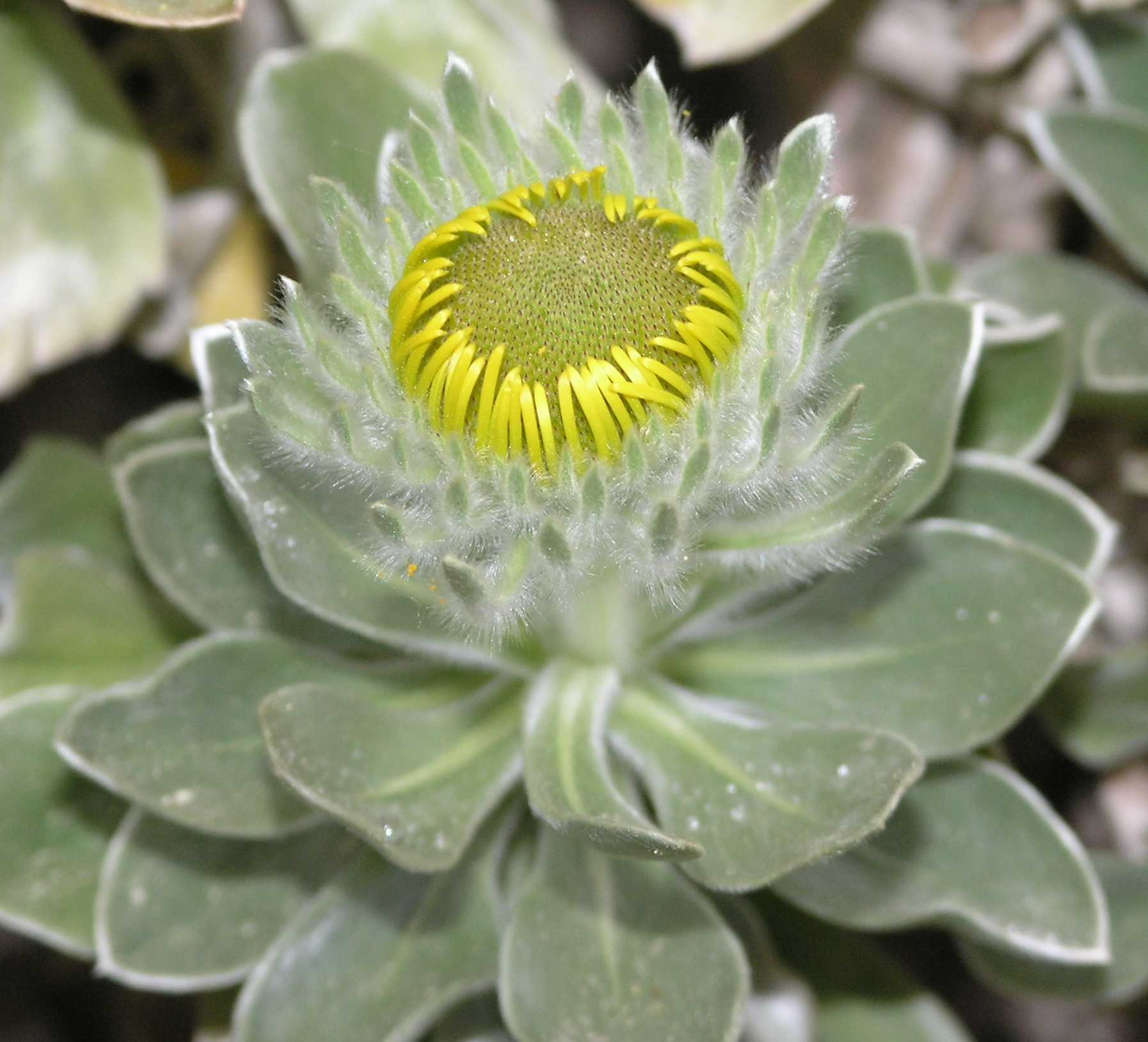Asteraceae Nauplius sericeus