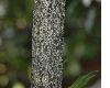 image of Osmanthus heterophyllus