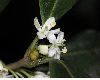 image of Osmanthus heterophyllus
