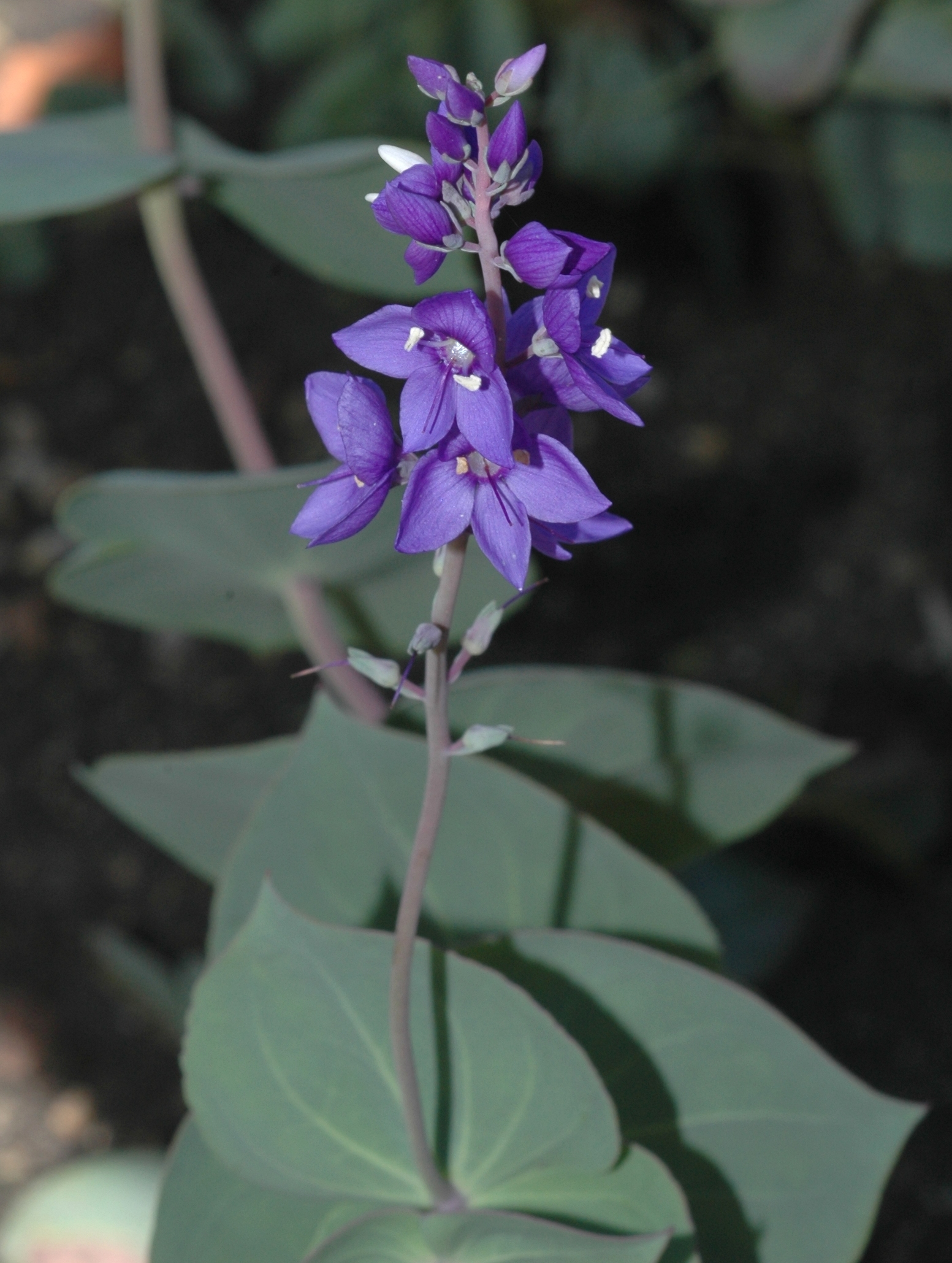 Plantaginaceae Parahebe perfoliata