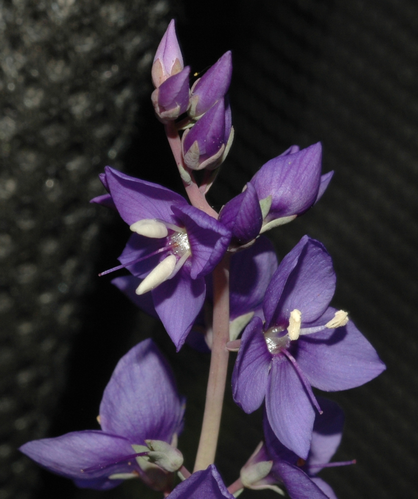 Plantaginaceae Parahebe perfoliata