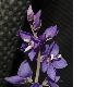 image of Parahebe perfoliata