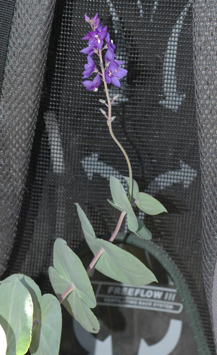 Plantaginaceae Parahebe perfoliata