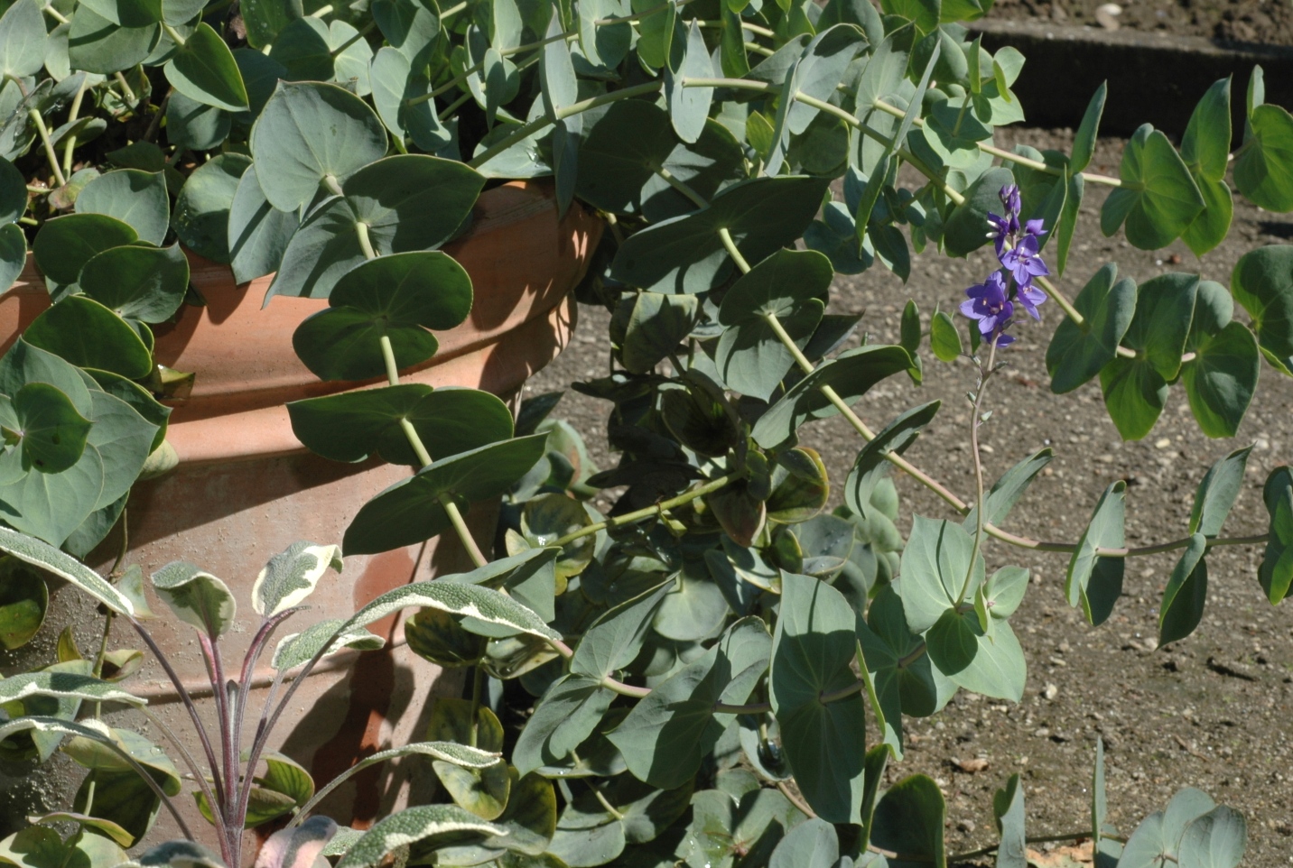 Plantaginaceae Parahebe perfoliata