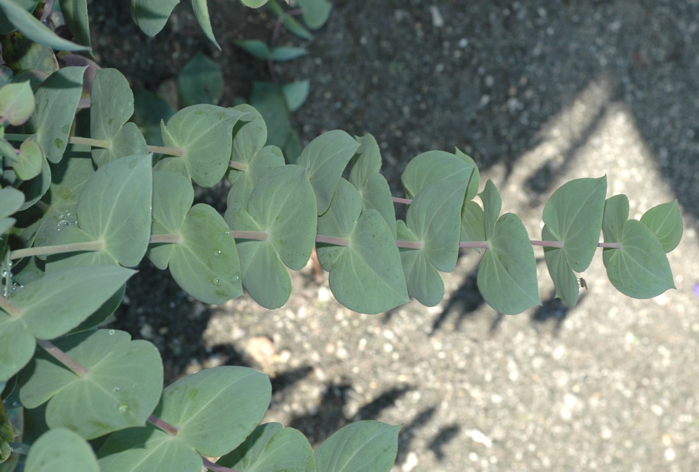 Plantaginaceae Parahebe perfoliata