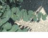 image of Parahebe perfoliata