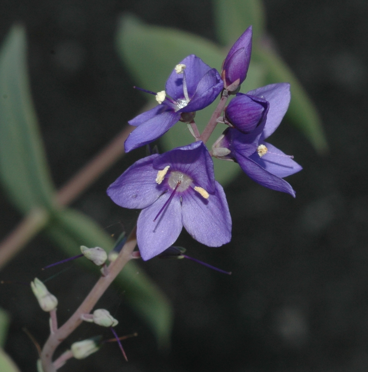 Plantaginaceae Parahebe perfoliata