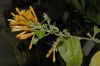 image of Cestrum aurantiacum