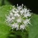 image of Hydrocotyle leucocephala