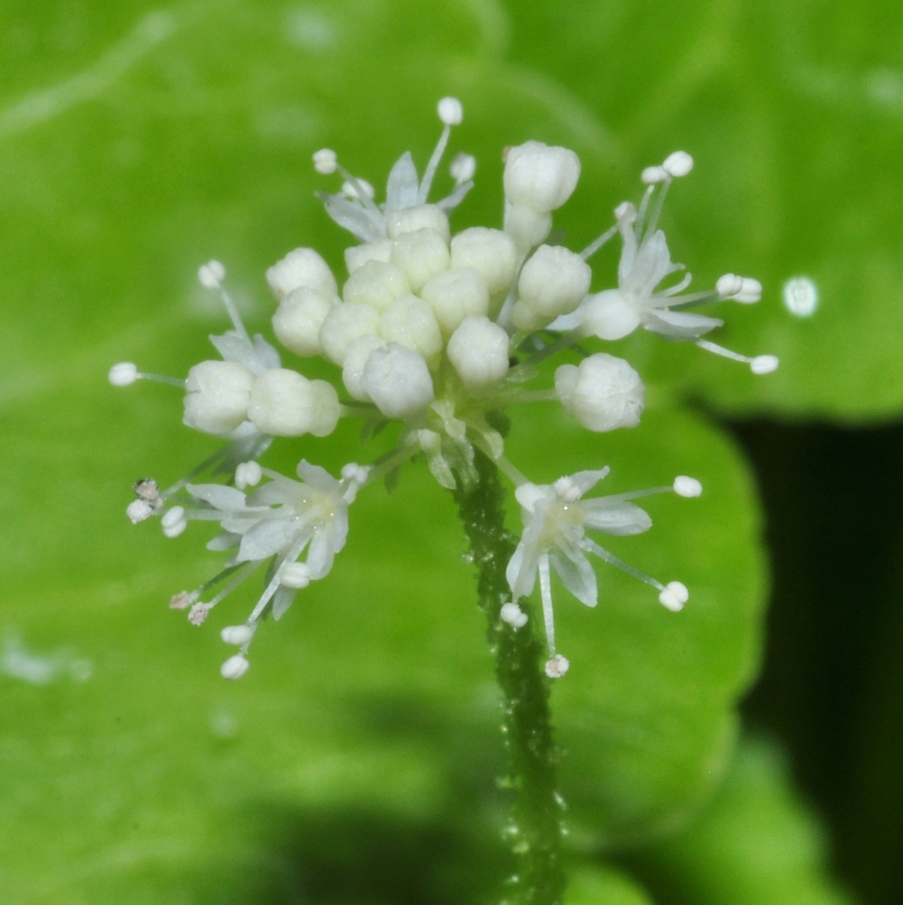 Araliaceae Hydrocotyle leucocephala