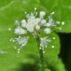 image of Hydrocotyle leucocephala
