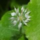 image of Hydrocotyle leucocephala