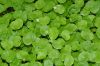 image of Hydrocotyle leucocephala