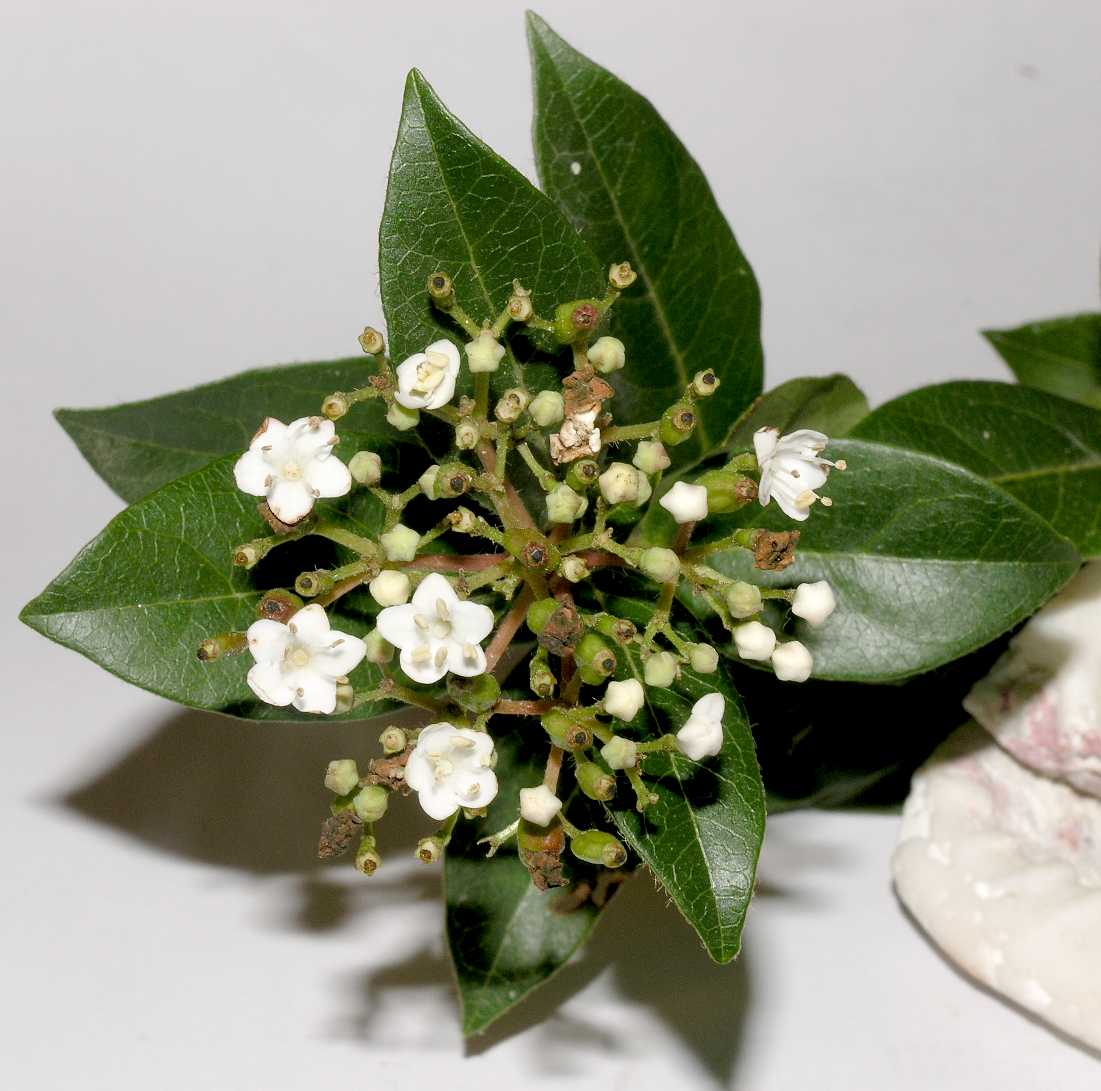 Adoxaceae Viburnum tinus