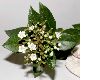 image of Viburnum tinus